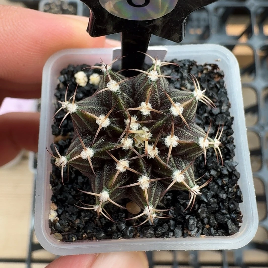 米哈诺维奇仙人球6