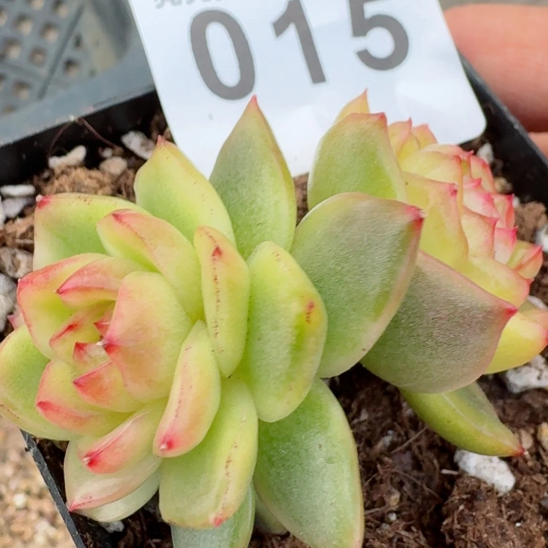 水晶珍妮锦         精品多肉