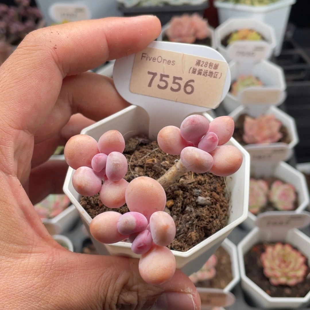亚美桃蛋7556-6厘米