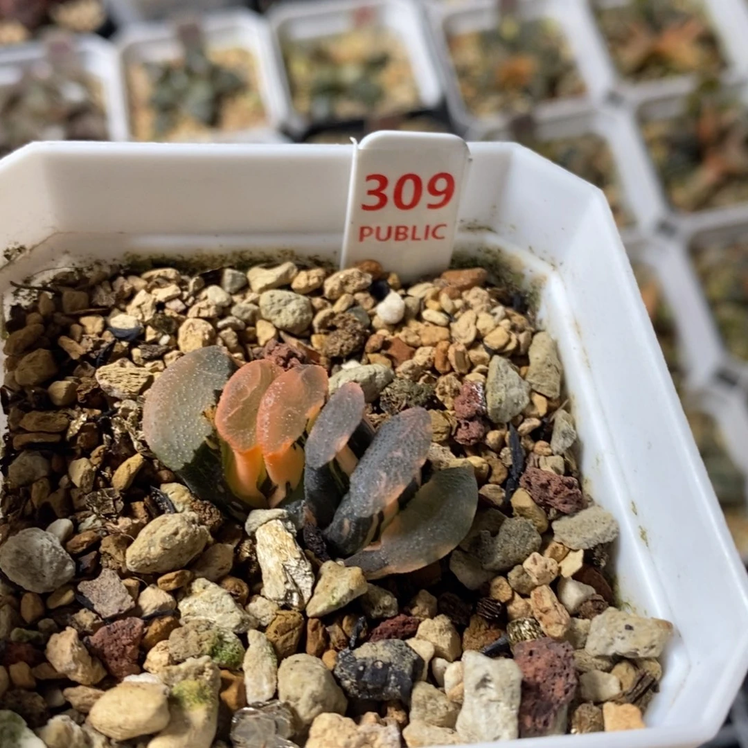 不开花植物309玉扇