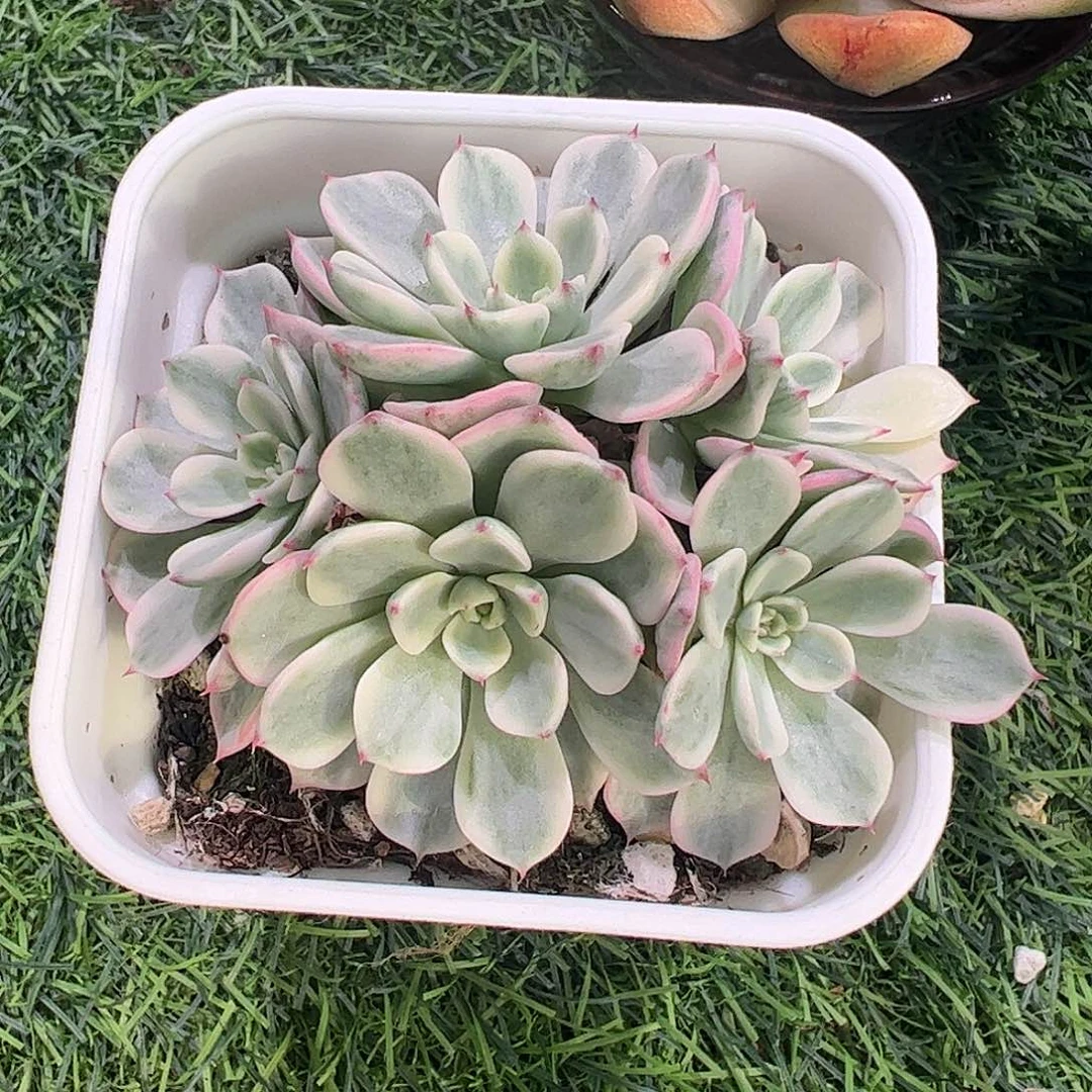 呵***哈多肉植物多肉植物
