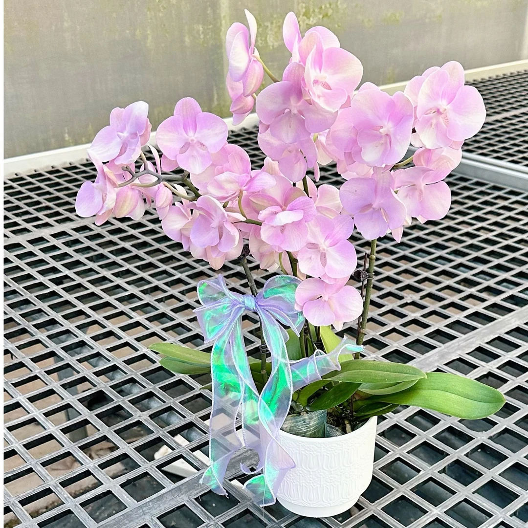 【威尼斯-三苗组盆（欧品）】蝴蝶兰花卉带花苞花瓣厚耐养室内盆栽