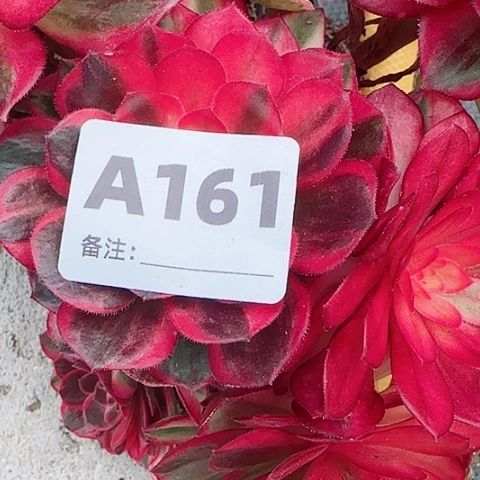【闪购商品】Y****君12345678