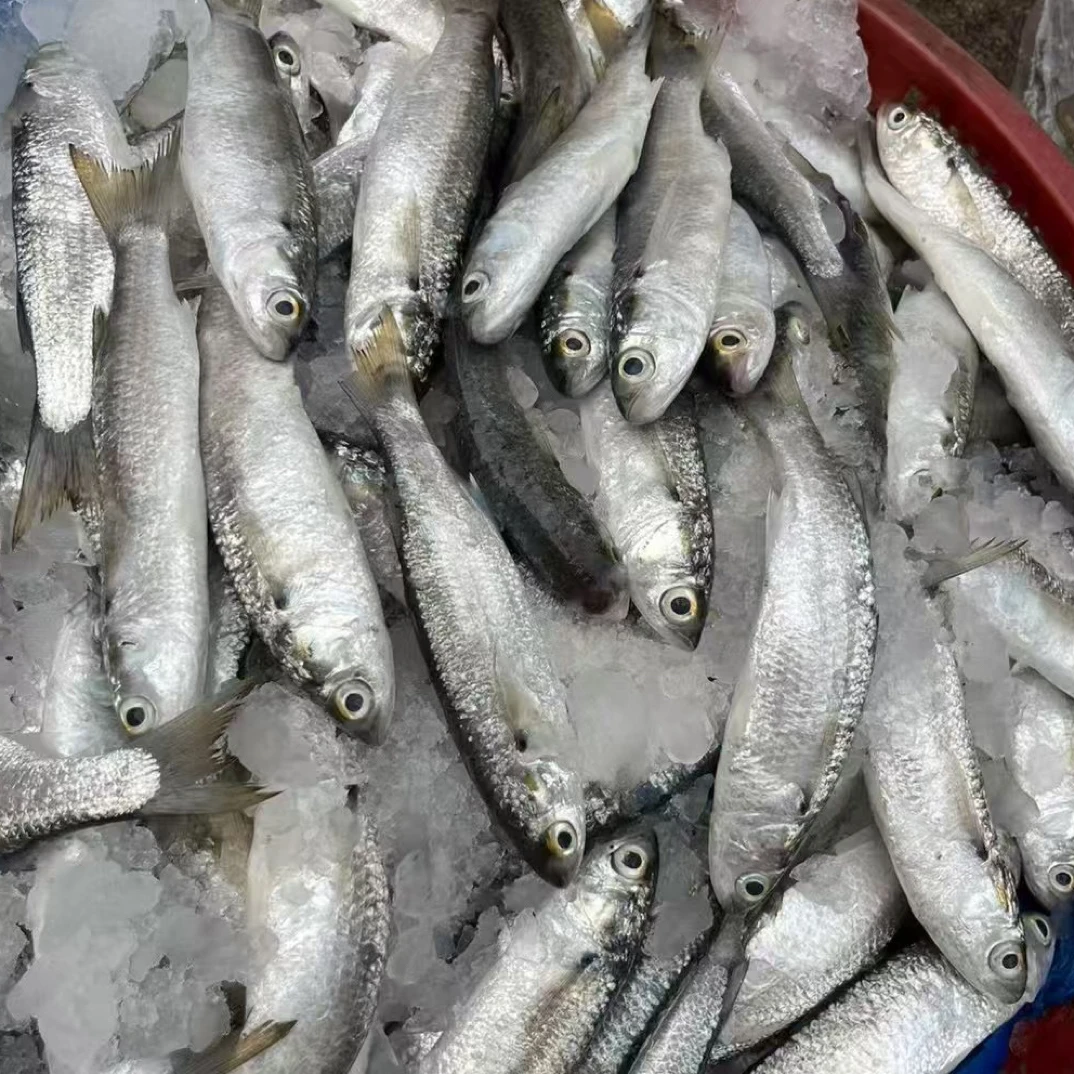 广东省湛江新鲜虫鱼美味可口