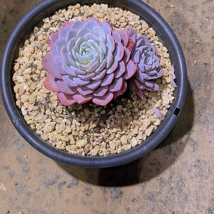相****多肉植物老桩大群