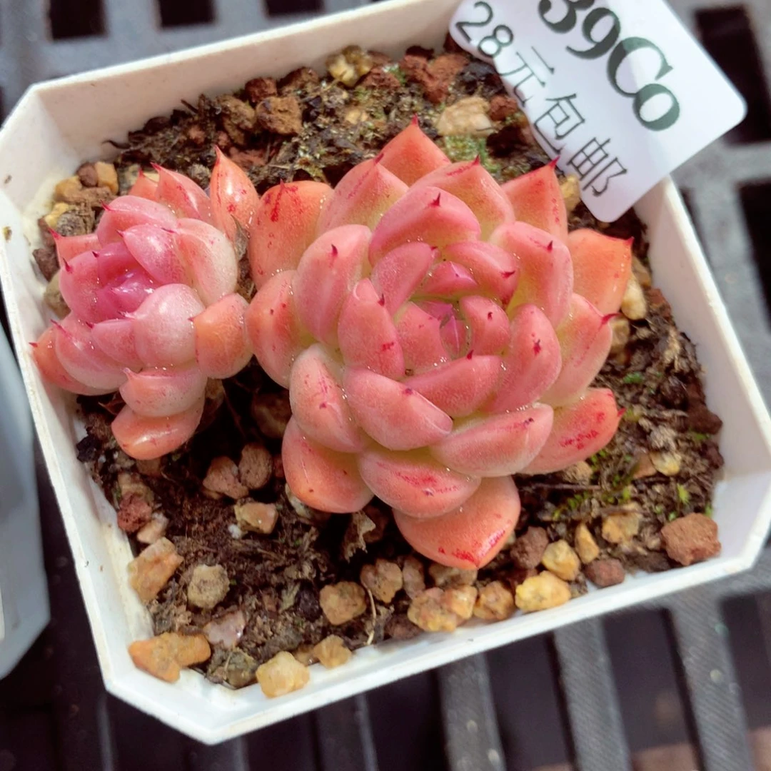 5厘米盆精控多肉239