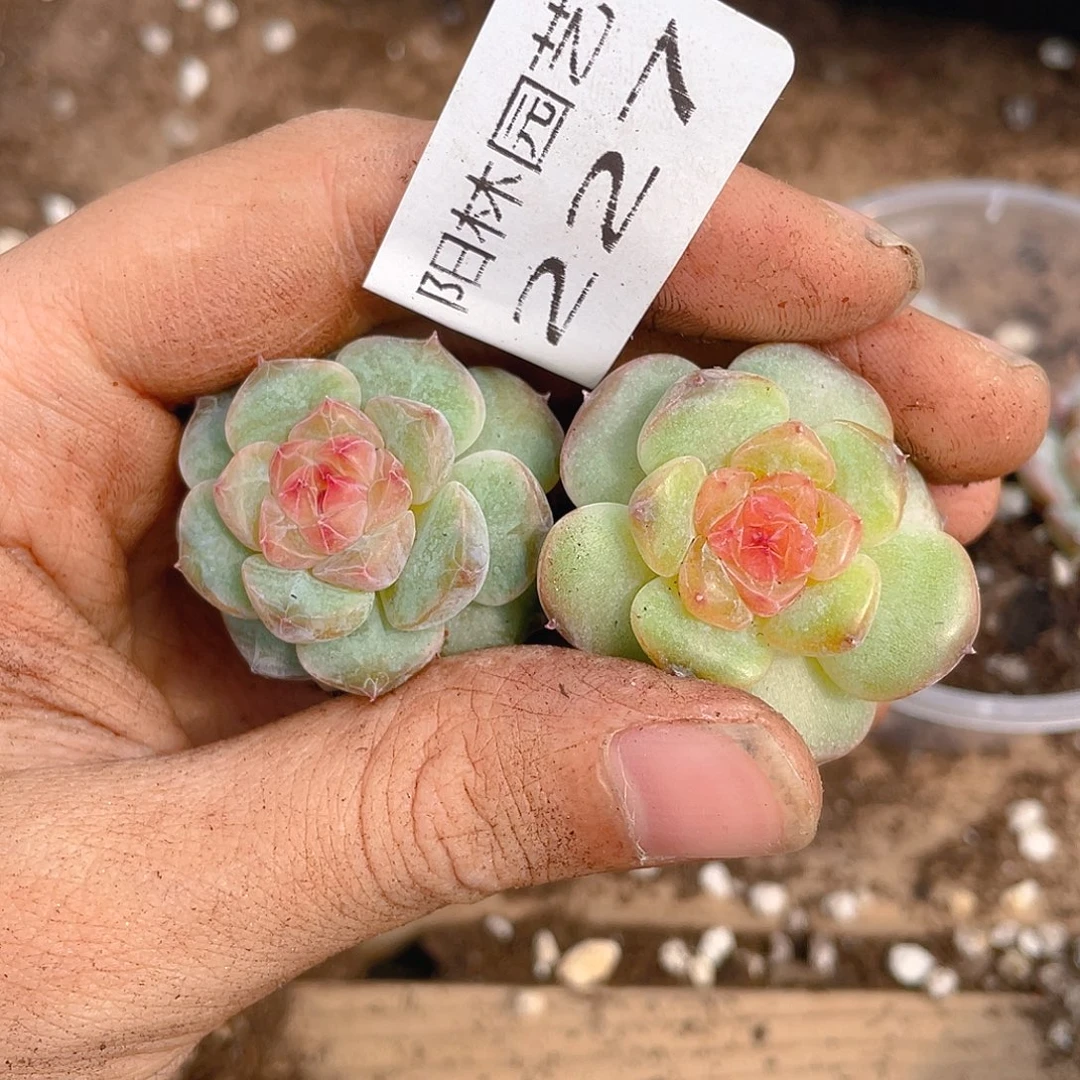 多肉植物多肉植物227
