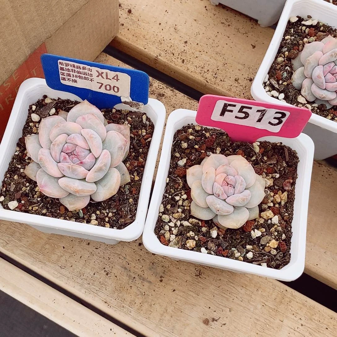 小***家梦露锦两颗5-7cm多肉植物