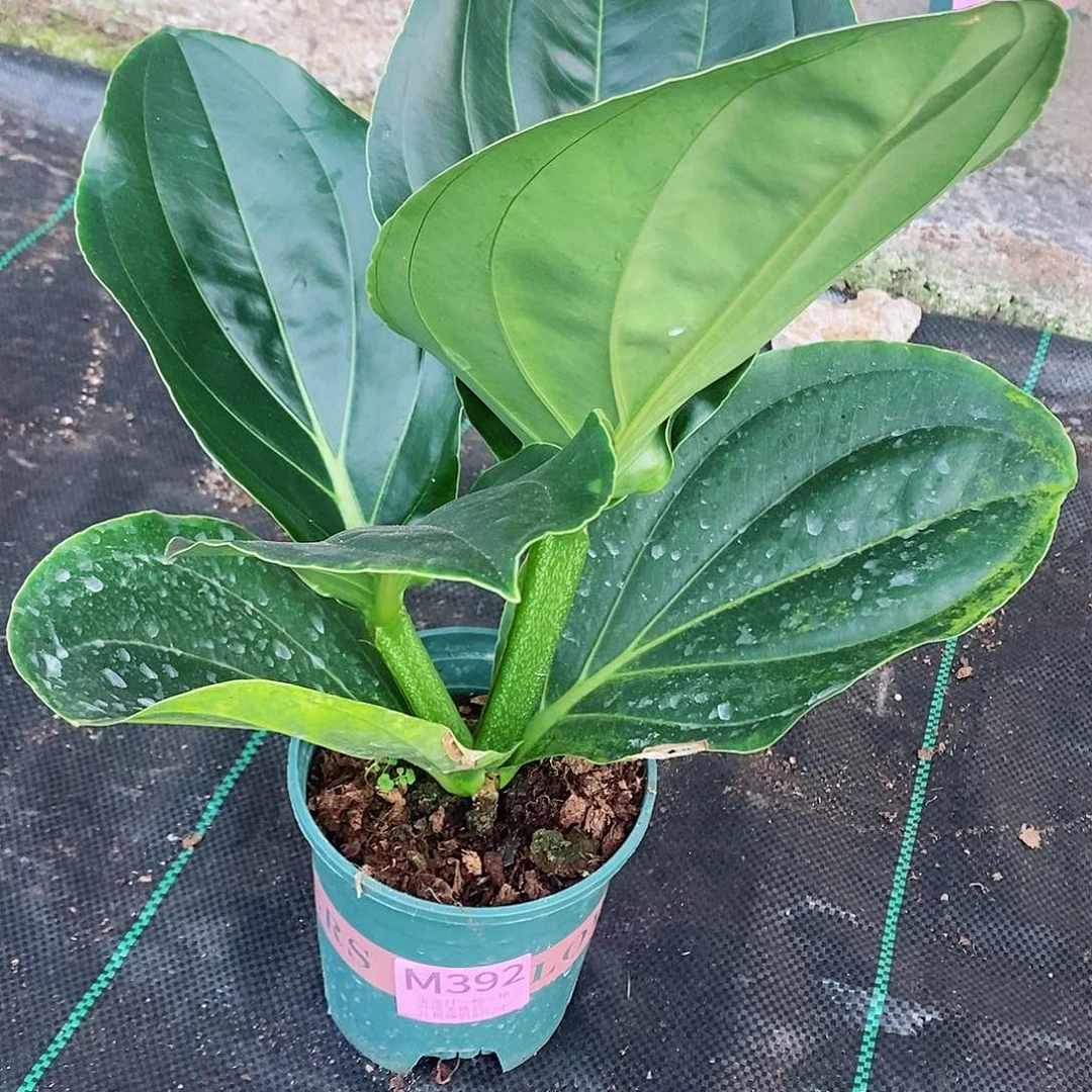 无花朵简***美木本花卉392叶损