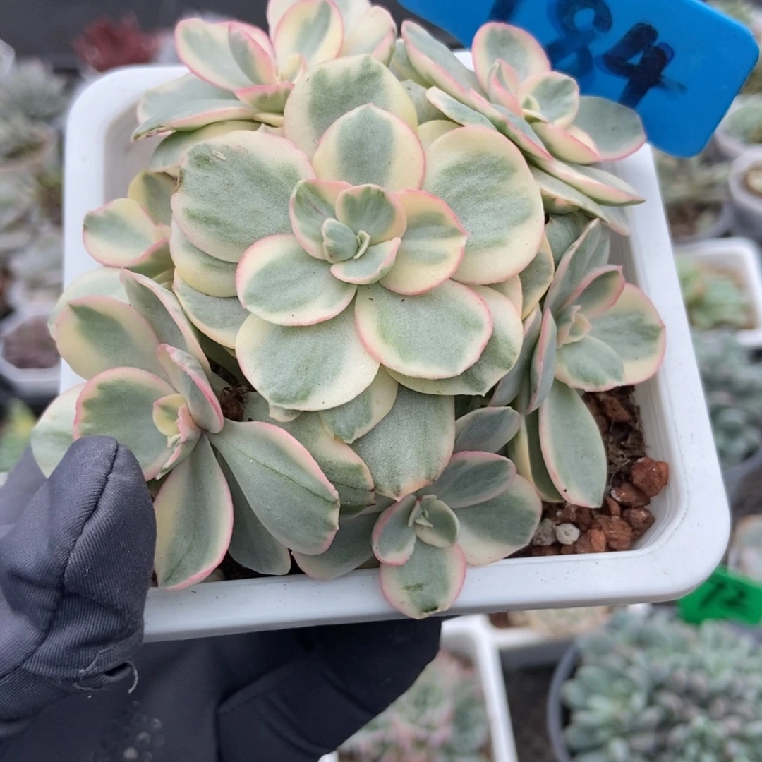 784秀妍锦多肉植物多肉