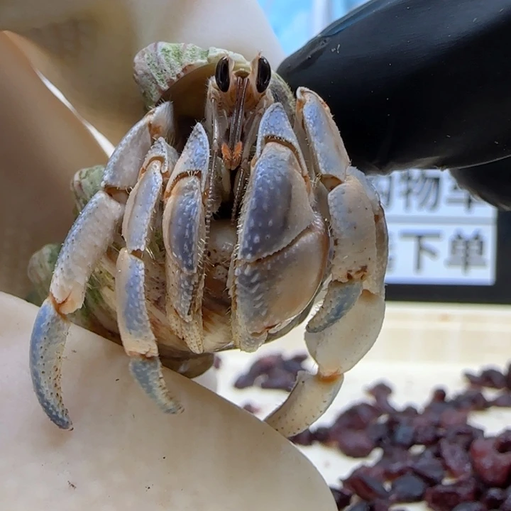 A61牛仔裤 紫陆豆1.4cm口径