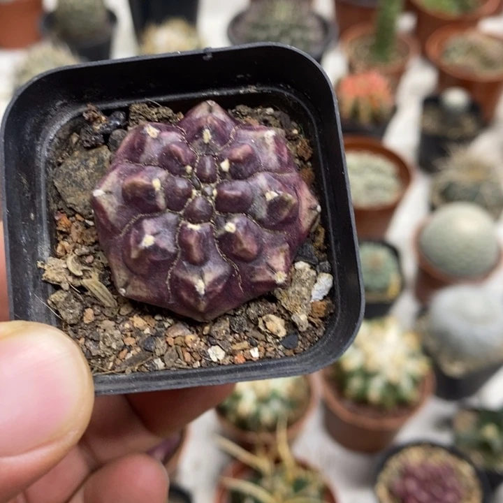 梦想特价福利包邮