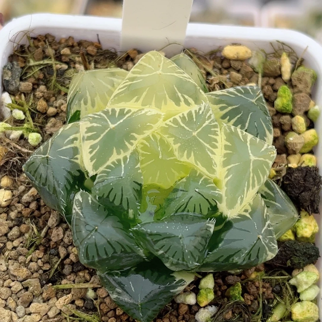 67大窗糊斑趋势别系玉露锦福利专场