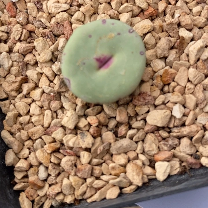 1765Dows嘴一颗。