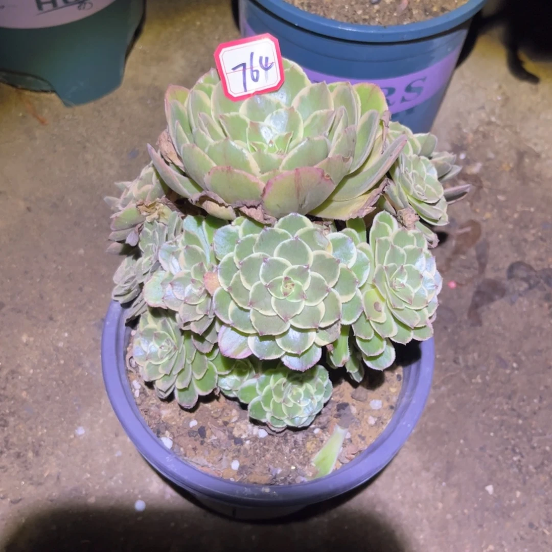 764多肉植物粉花妖