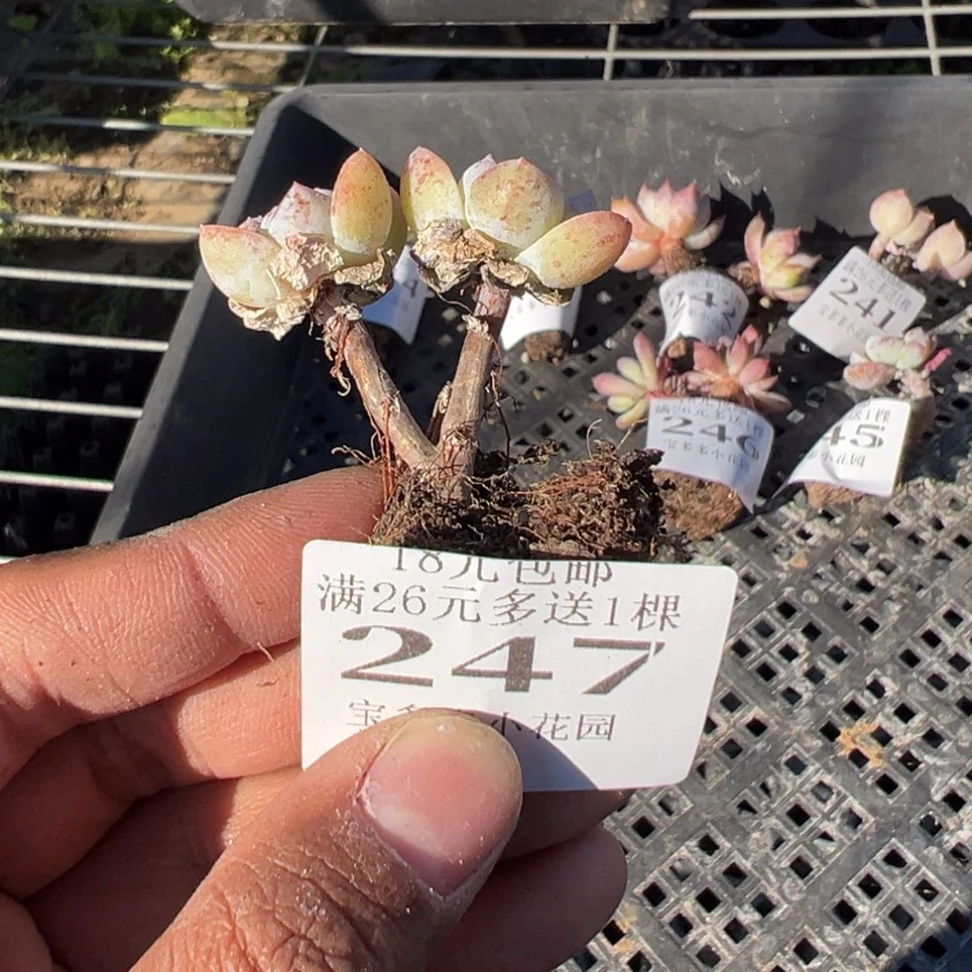 ～***～247号小老庄 一物一拍