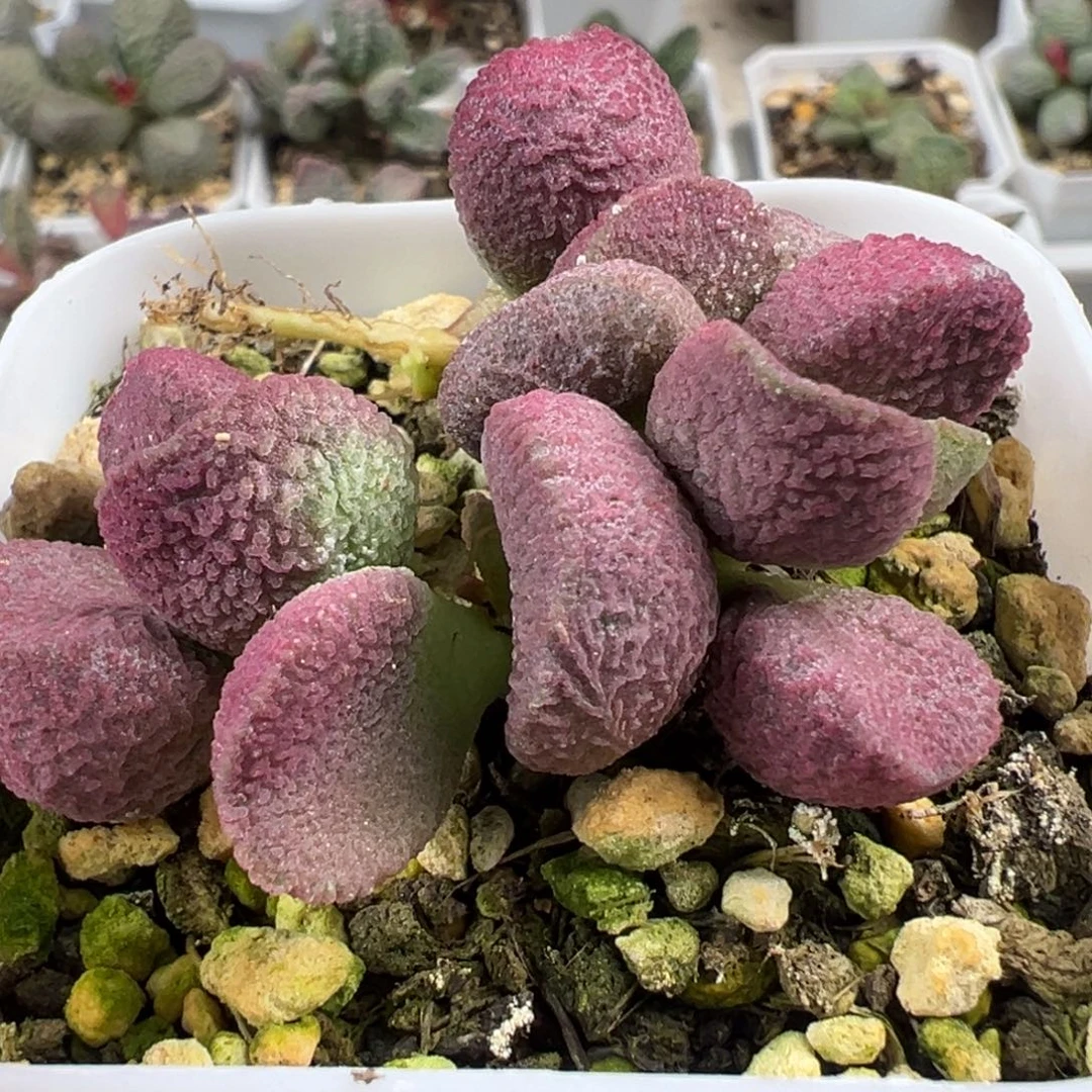 夏娃多头纯木质桩多肉植物水泡