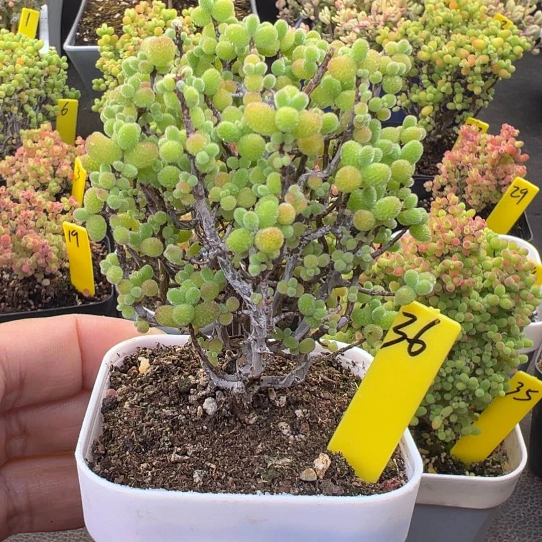 金桔糖球36号6.5cm盆