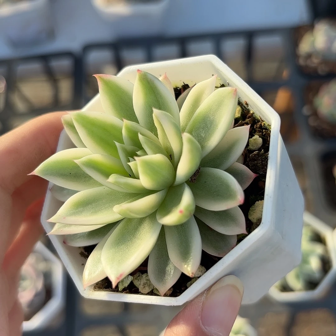 精品蝴蝶飞舞锦多肉植物