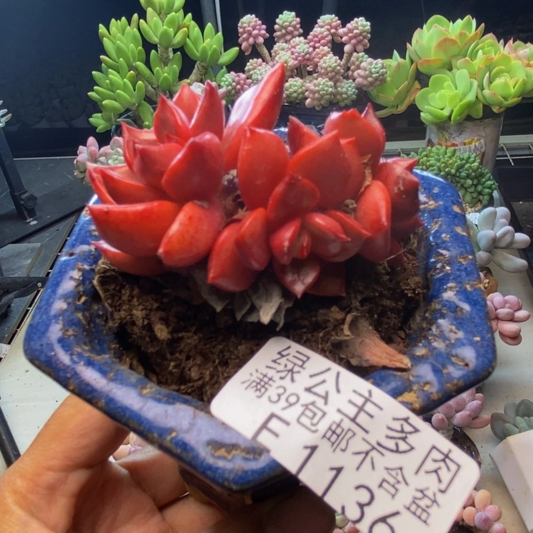 136夏洛特多肉6c m