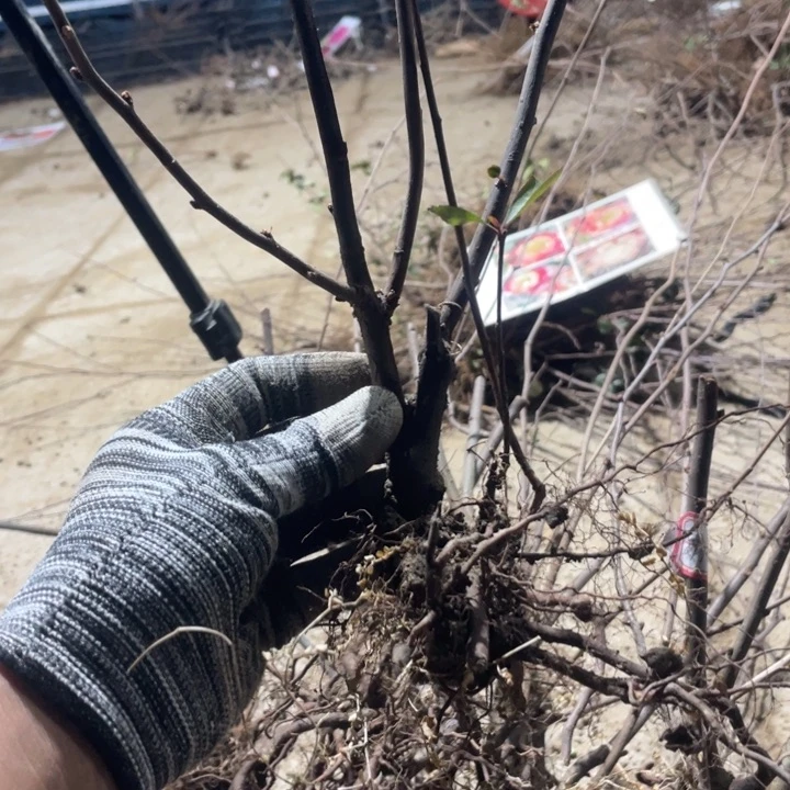 羽衣锦海棠花一颗苗