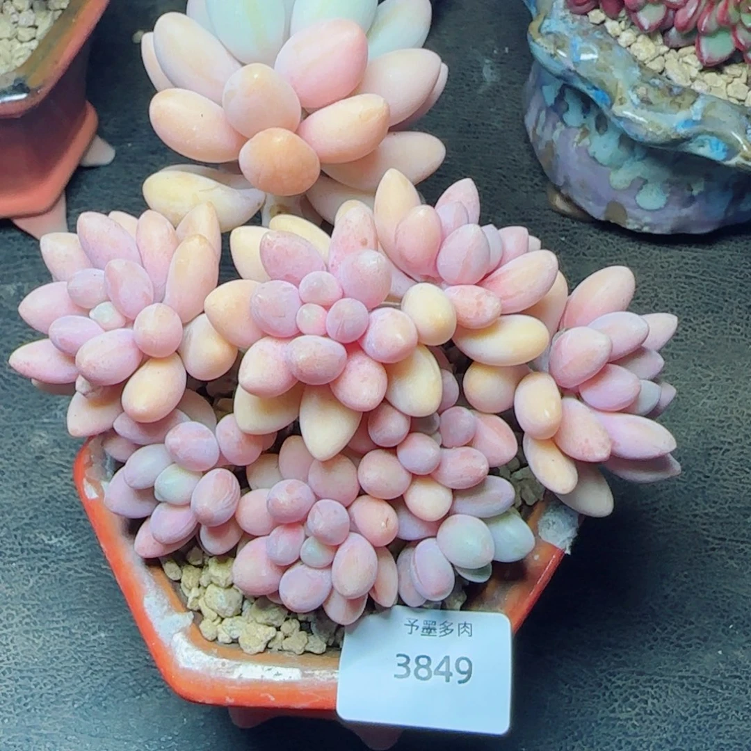 粉恋，3849多肉植物