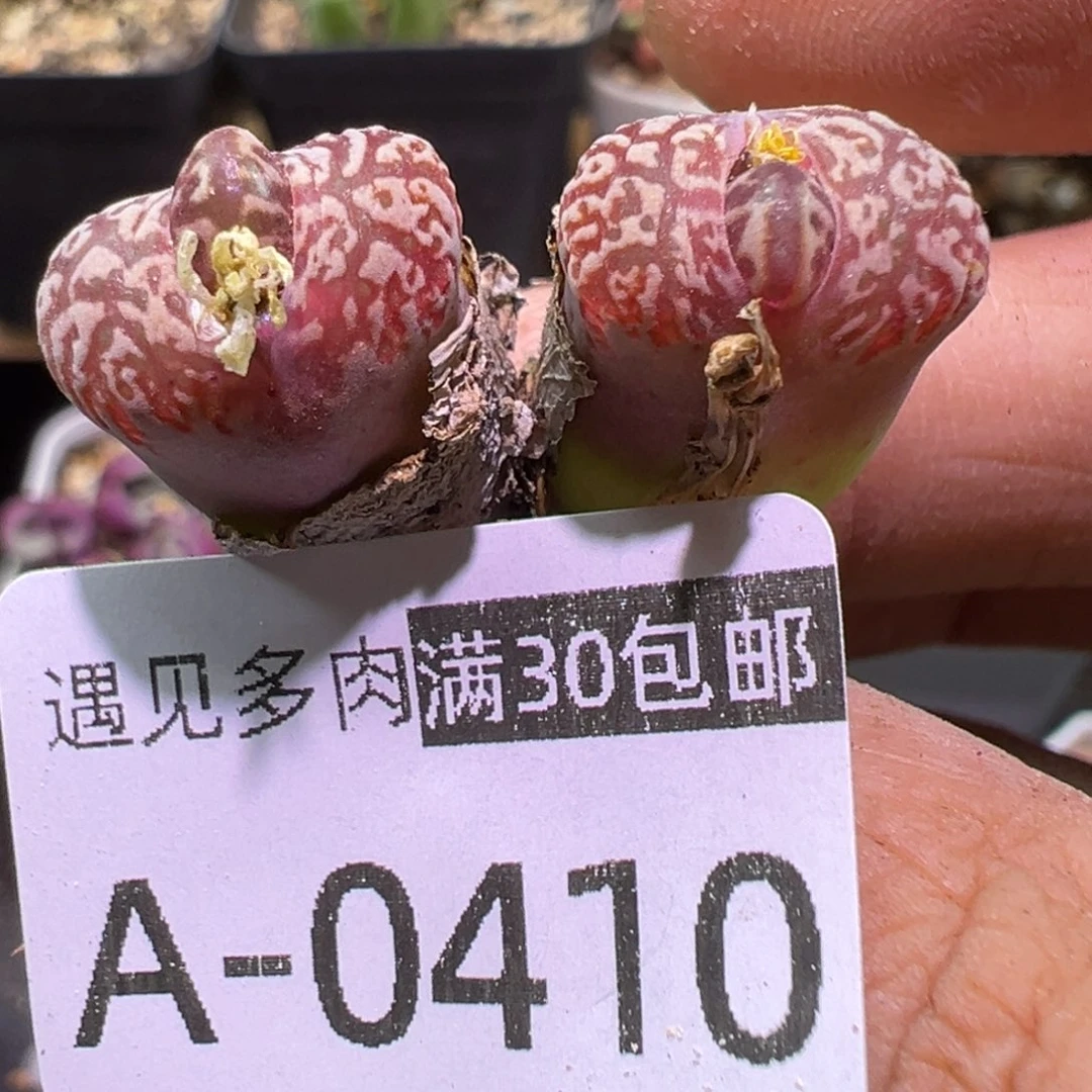 多肉植物11111111111