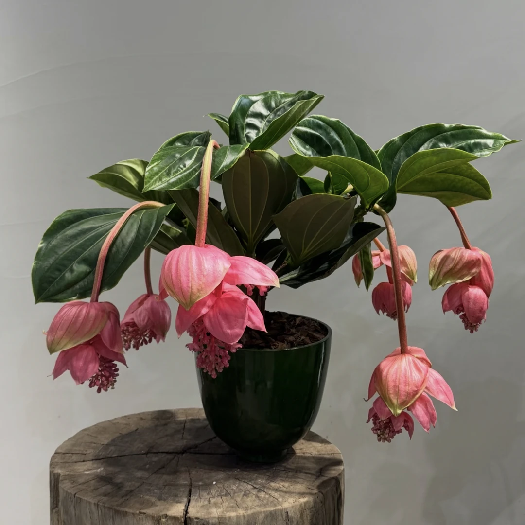 宝莲灯|室内客厅观花绿植高端装饰