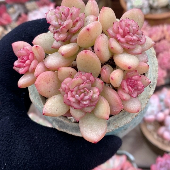 苹果花 韩货精品