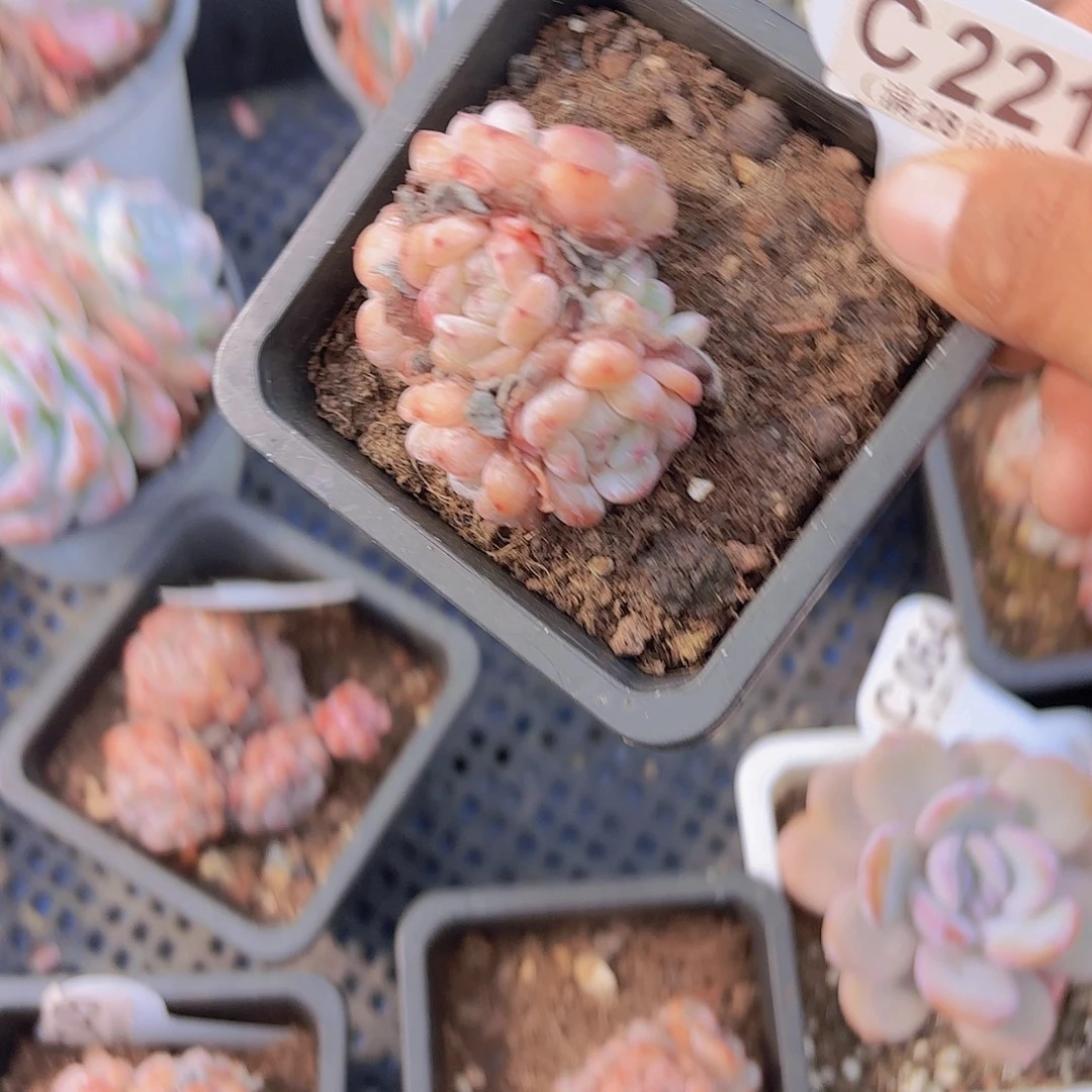 ，C221雪抓一物一拍