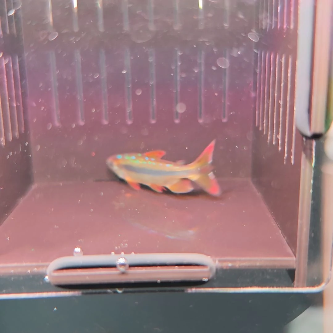 灯科鱼精选樱桃火焰刚果