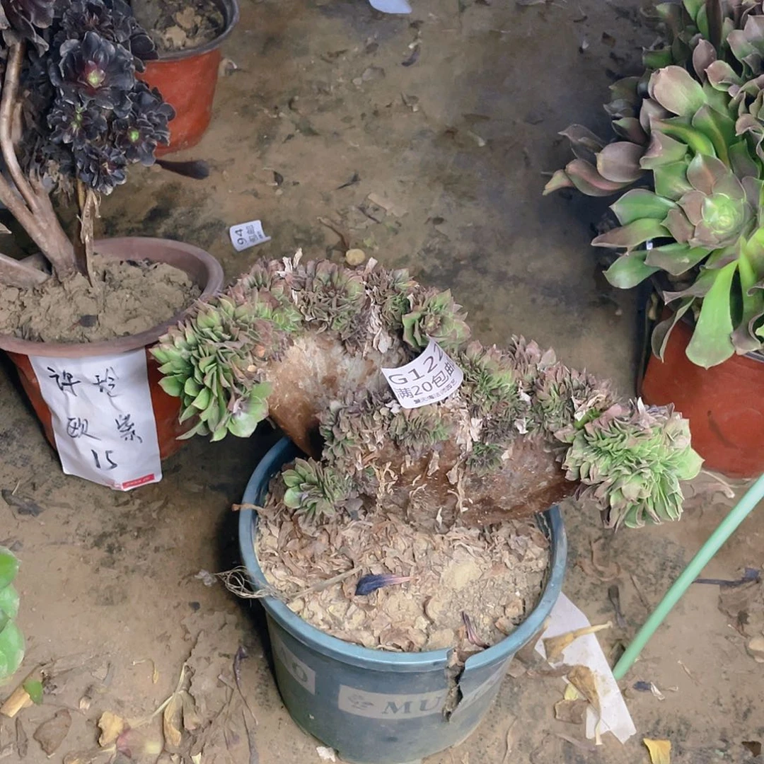 122万圣节缀化有伤