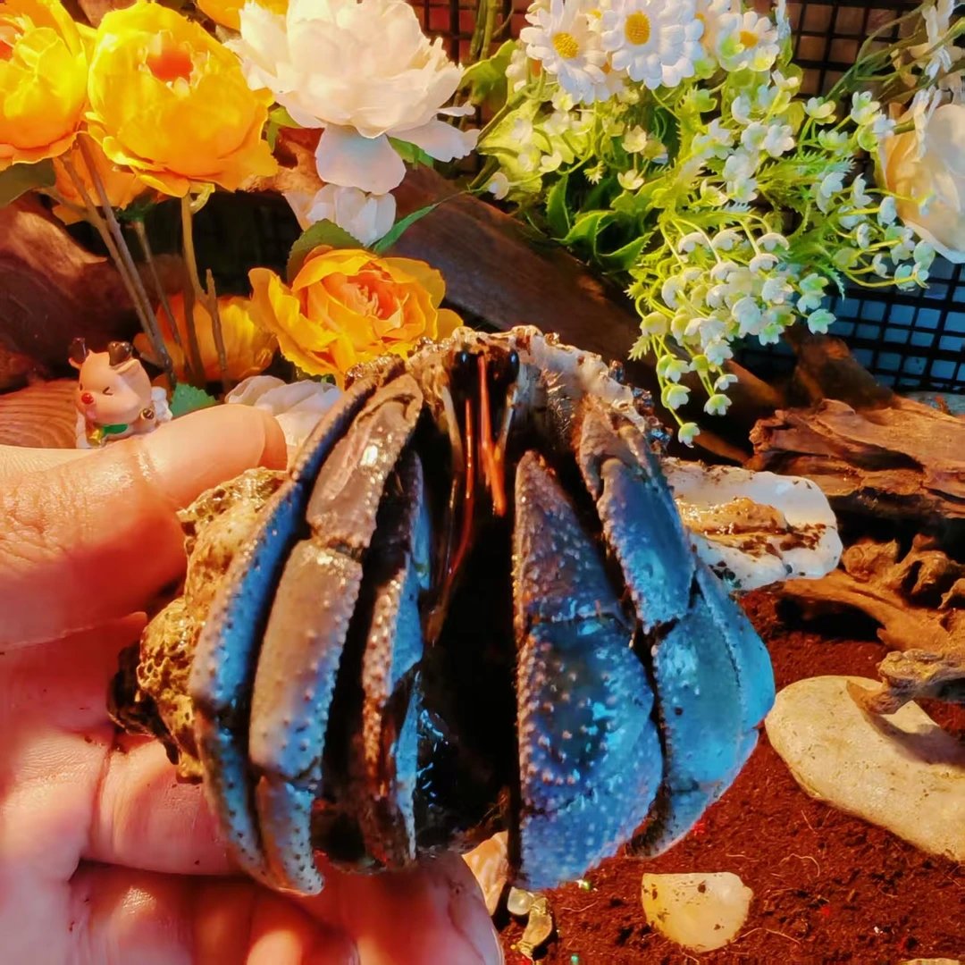 寄居蟹陆地里拉深紫短腕淡水寄居蟹宠物观赏蟹网红大宠活体超大