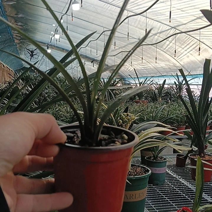 君子兰小苗裸根发货