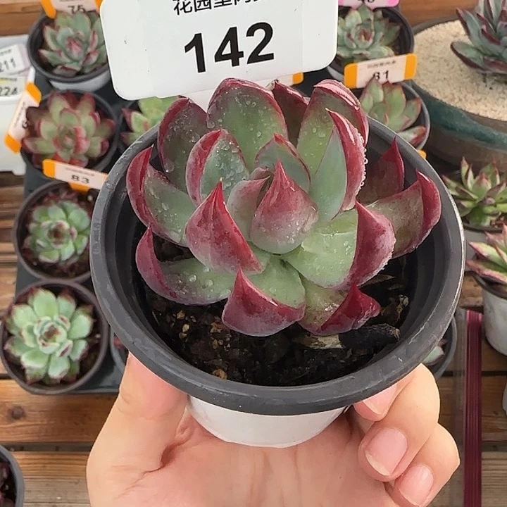 A***e142 惊鸿仙子多肉植物