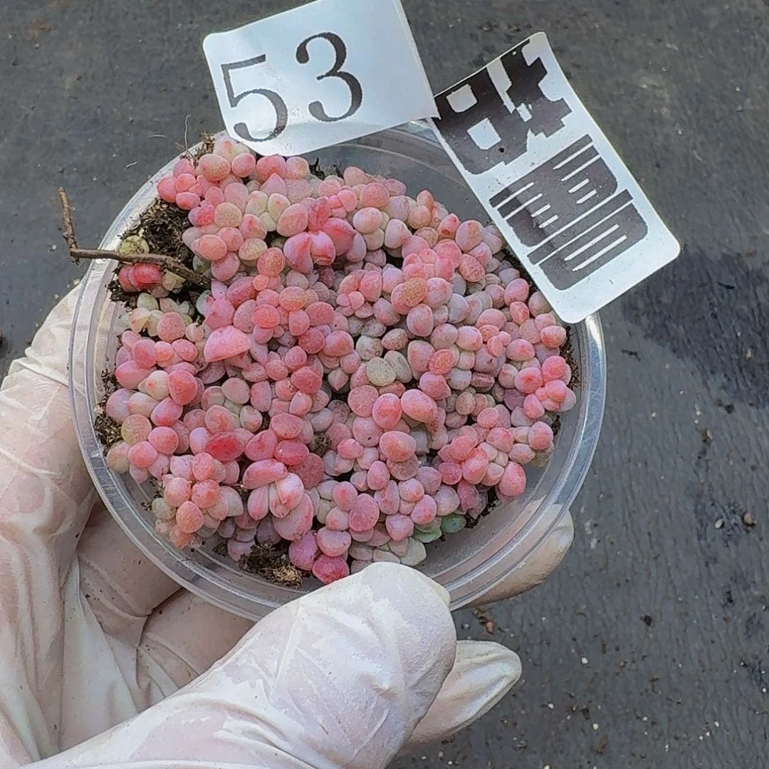 多肉植物多肉植物53量拍