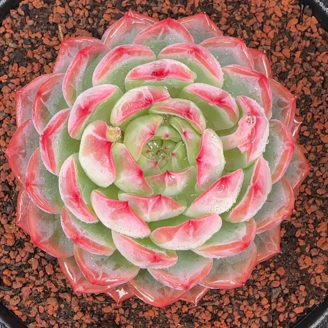 从前慢花园精选大红鸾