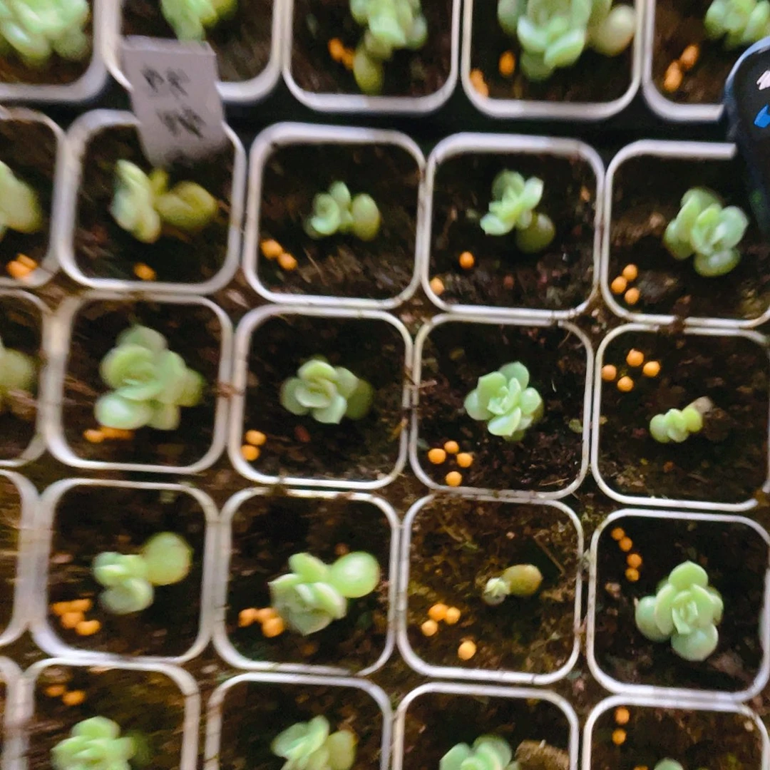 水晶虾饺 中苗盆一个满25包邮