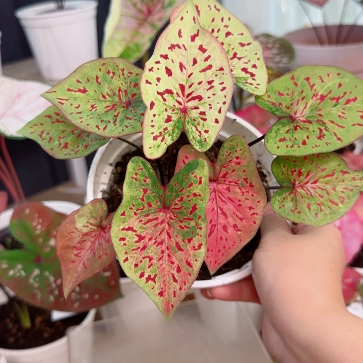 无花朵泰彩花蝴蝶双株Q2583