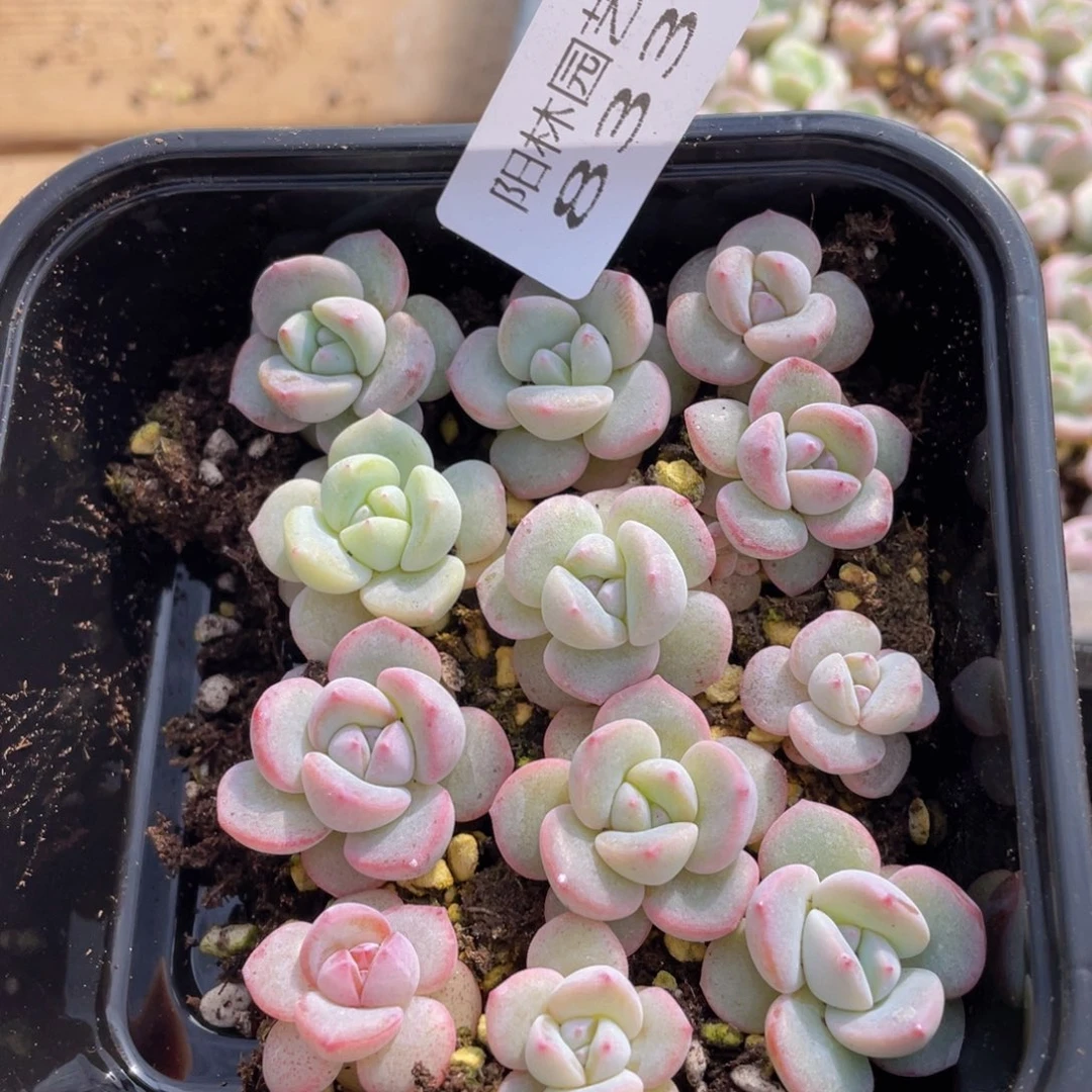 多肉植物多肉植物833
