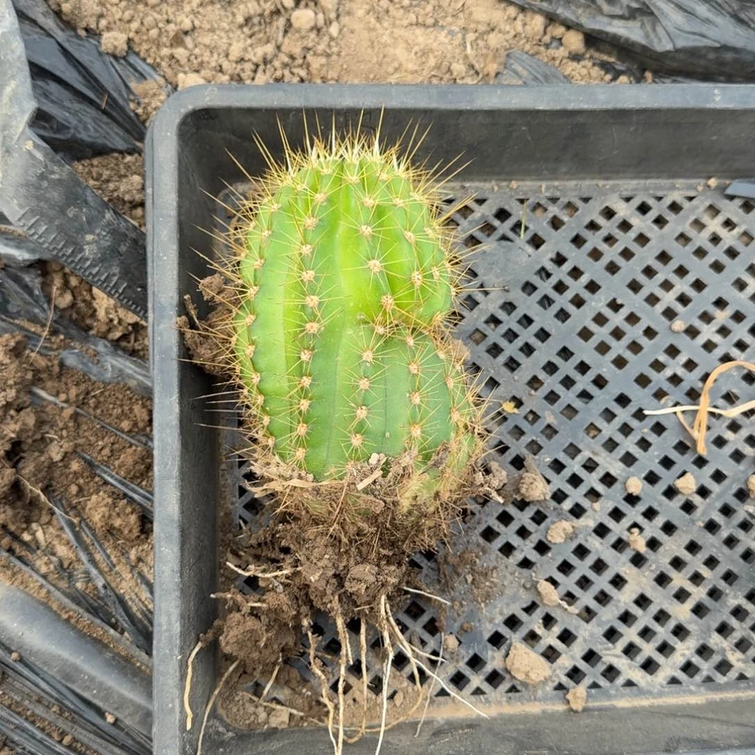 216毛花柱倾城根脱土发货收腰的