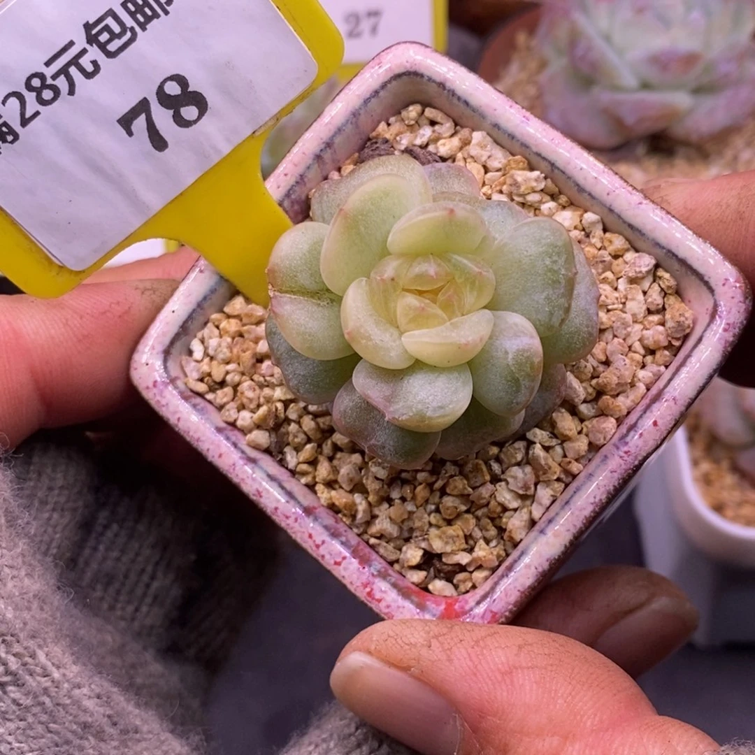 578白恋锦石化锦多肉