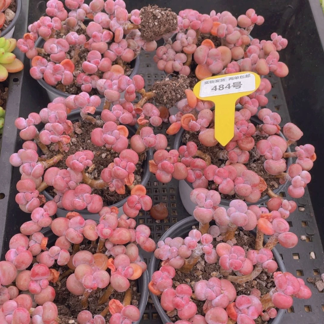 484号 开播福利丸叶腰子桃蛋老桩组合满满一盆