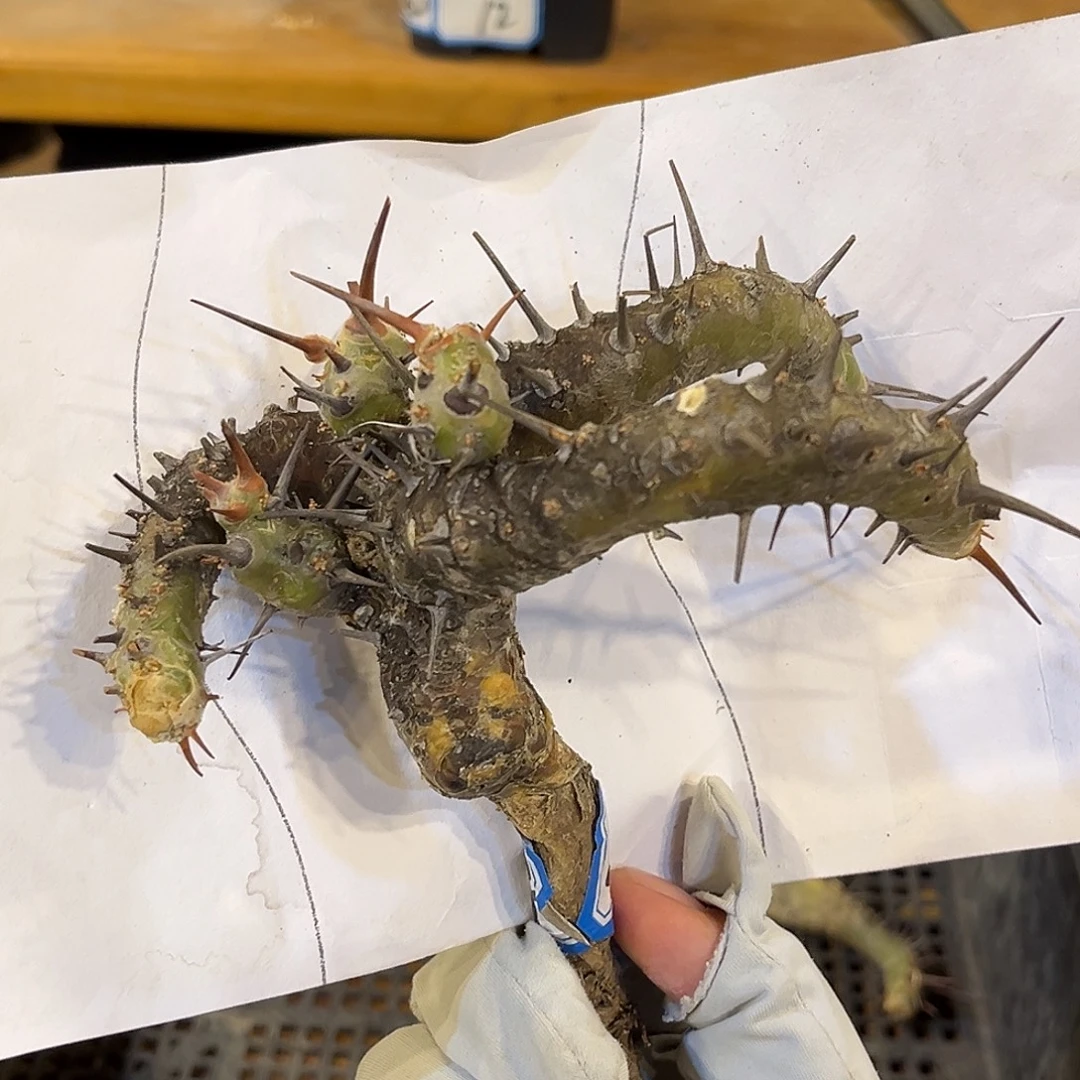 潮流植物 刺月界