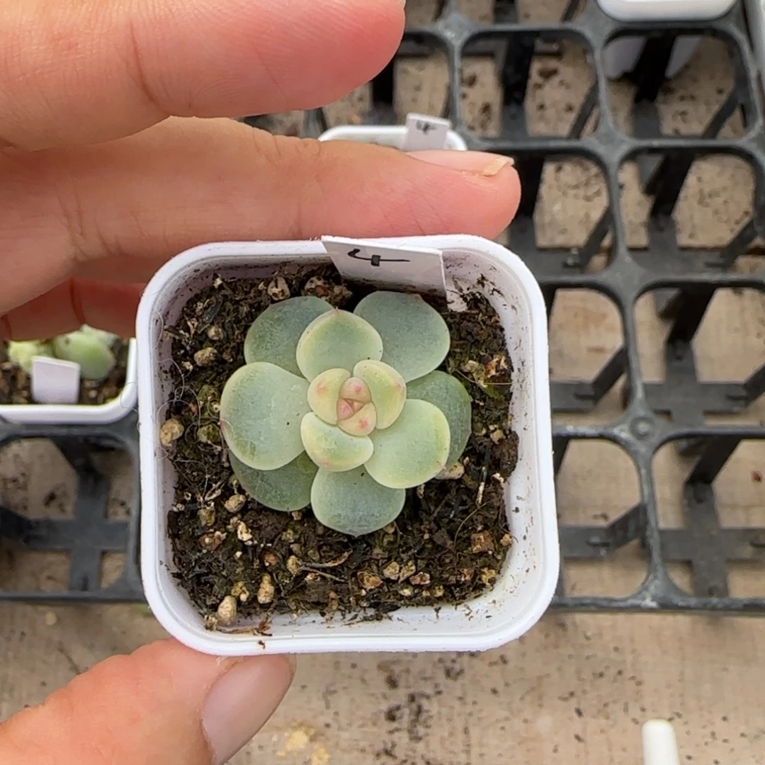 沐***。4号甜心盆一个满20包邮