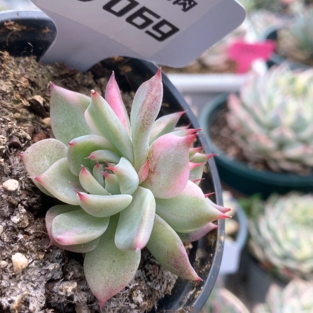 069锦锦锦锦锦锦锦