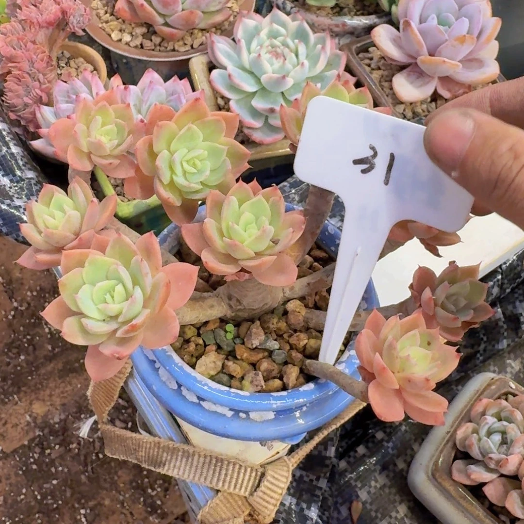 多肉植物的生长发育和