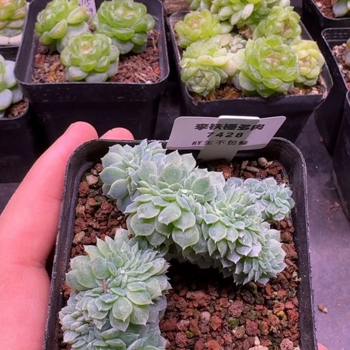 7428纸鸢缀化一物一拍7cm盆