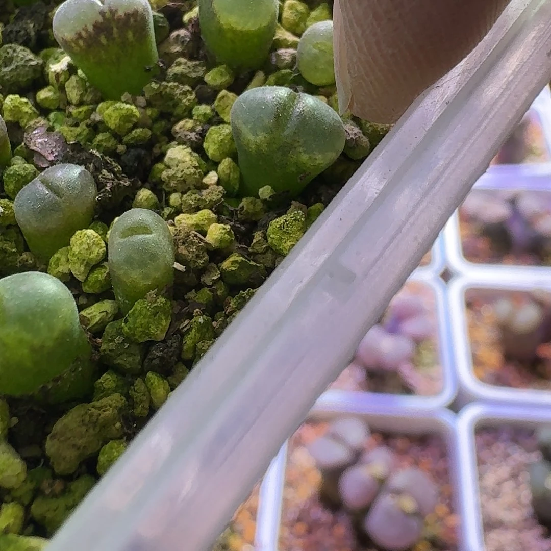 40号c10一年苗0.8一物一拍