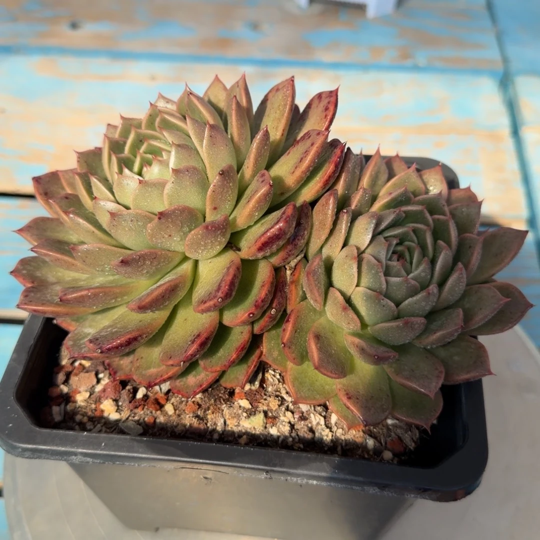 一物一拍，38包邮14